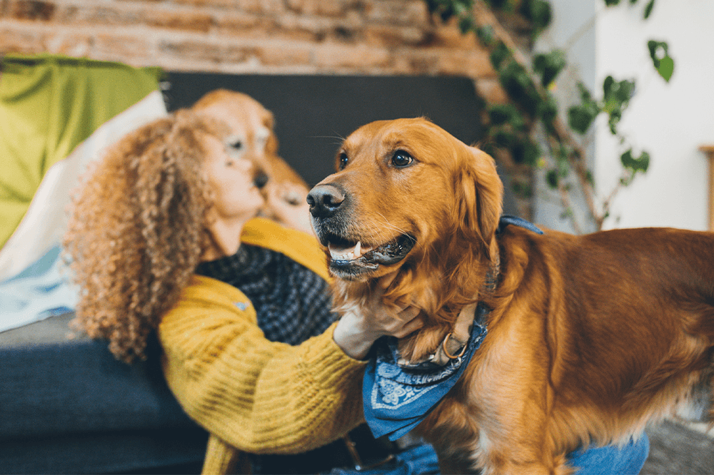 Hundeforsikring