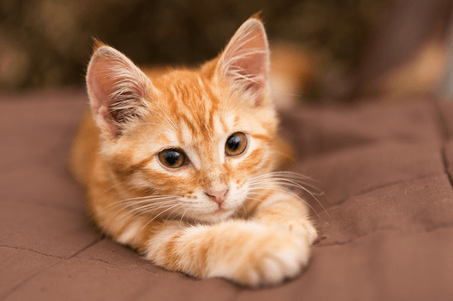 Kat