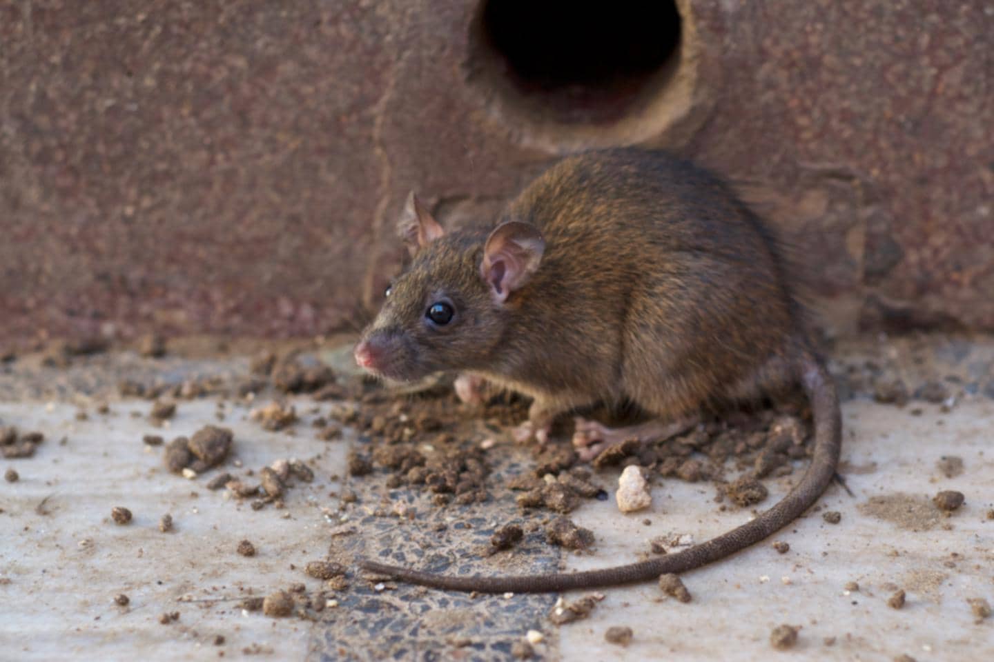 problemer med rotter? gode råd til husejere