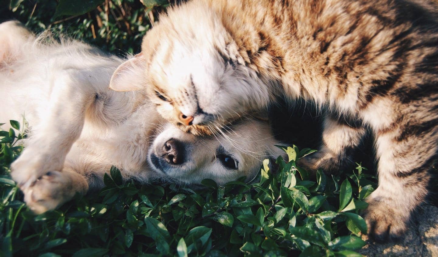 hund og kat er bedste venner og har en forsikring med gratis dyrlæge